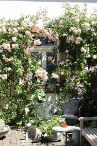 rosen_im_hof
